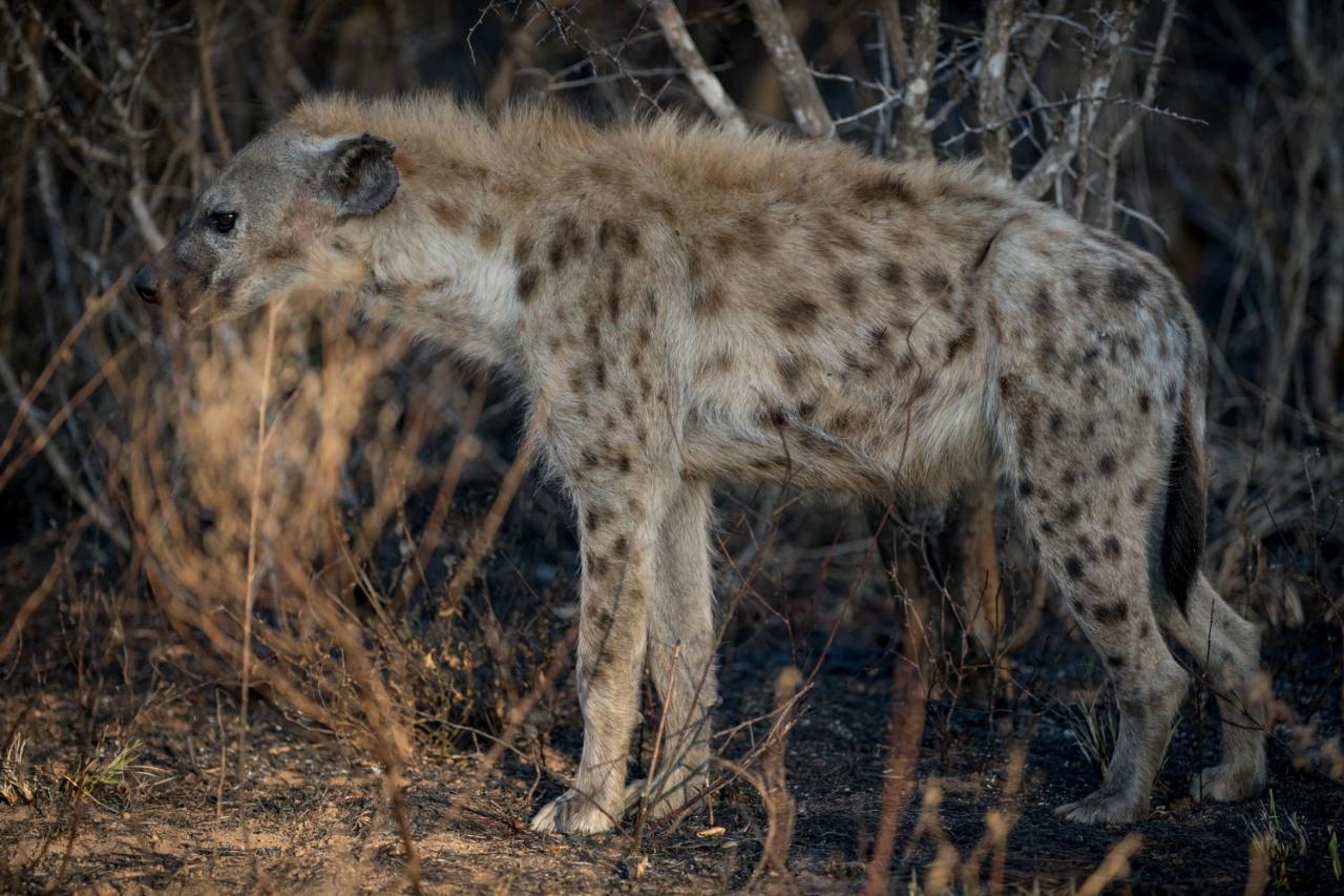 Nkuhlu Tented Camp Skukuza Dış mekan fotoğraf