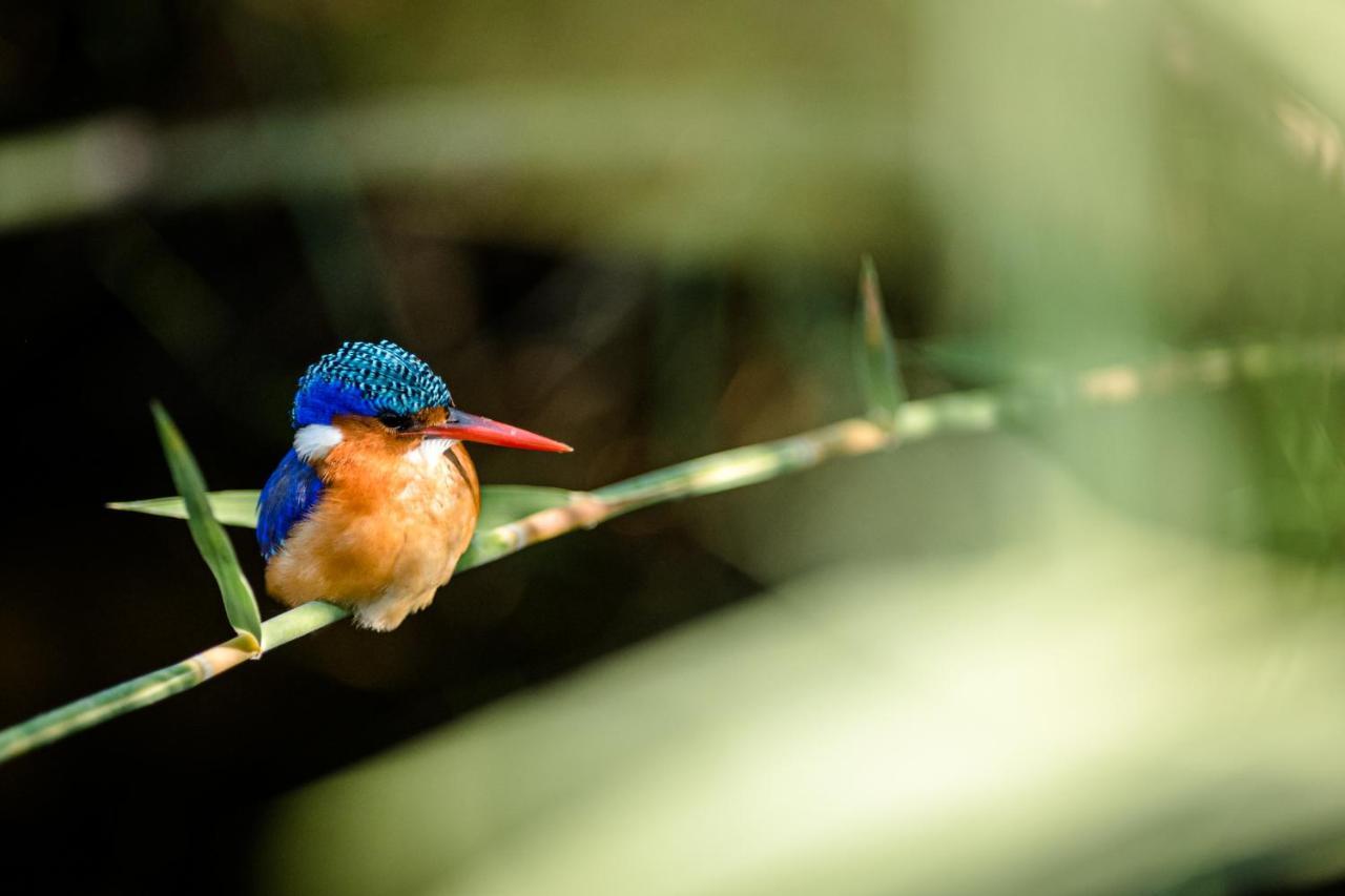Nkuhlu Tented Camp Skukuza Dış mekan fotoğraf