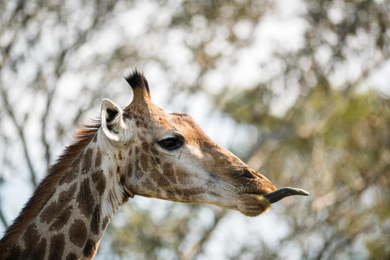 Nkuhlu Tented Camp Skukuza Dış mekan fotoğraf