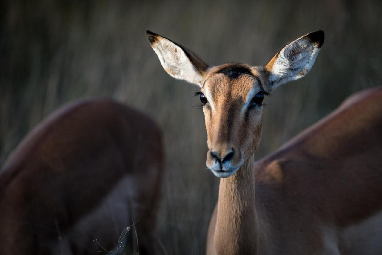 Nkuhlu Tented Camp Skukuza Dış mekan fotoğraf