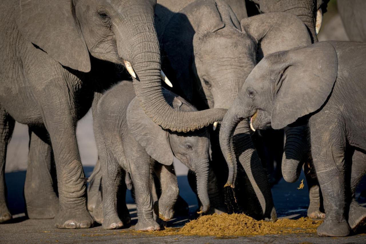 Nkuhlu Tented Camp Skukuza Dış mekan fotoğraf