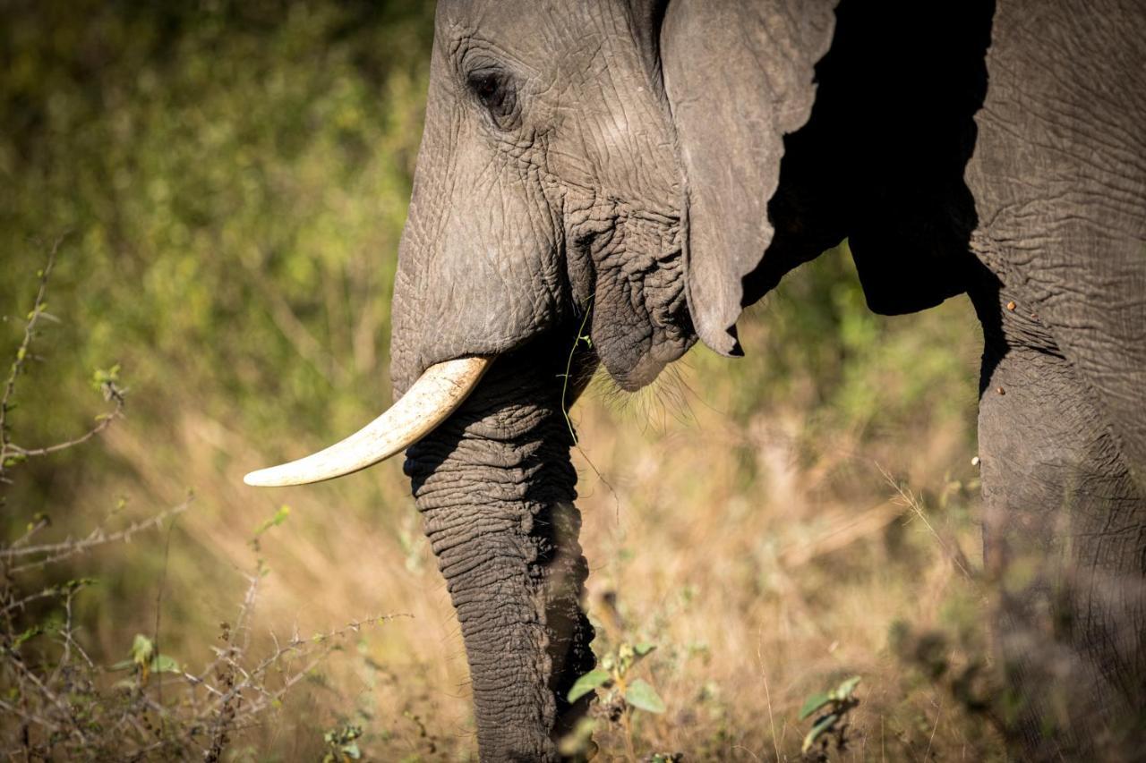 Nkuhlu Tented Camp Skukuza Dış mekan fotoğraf