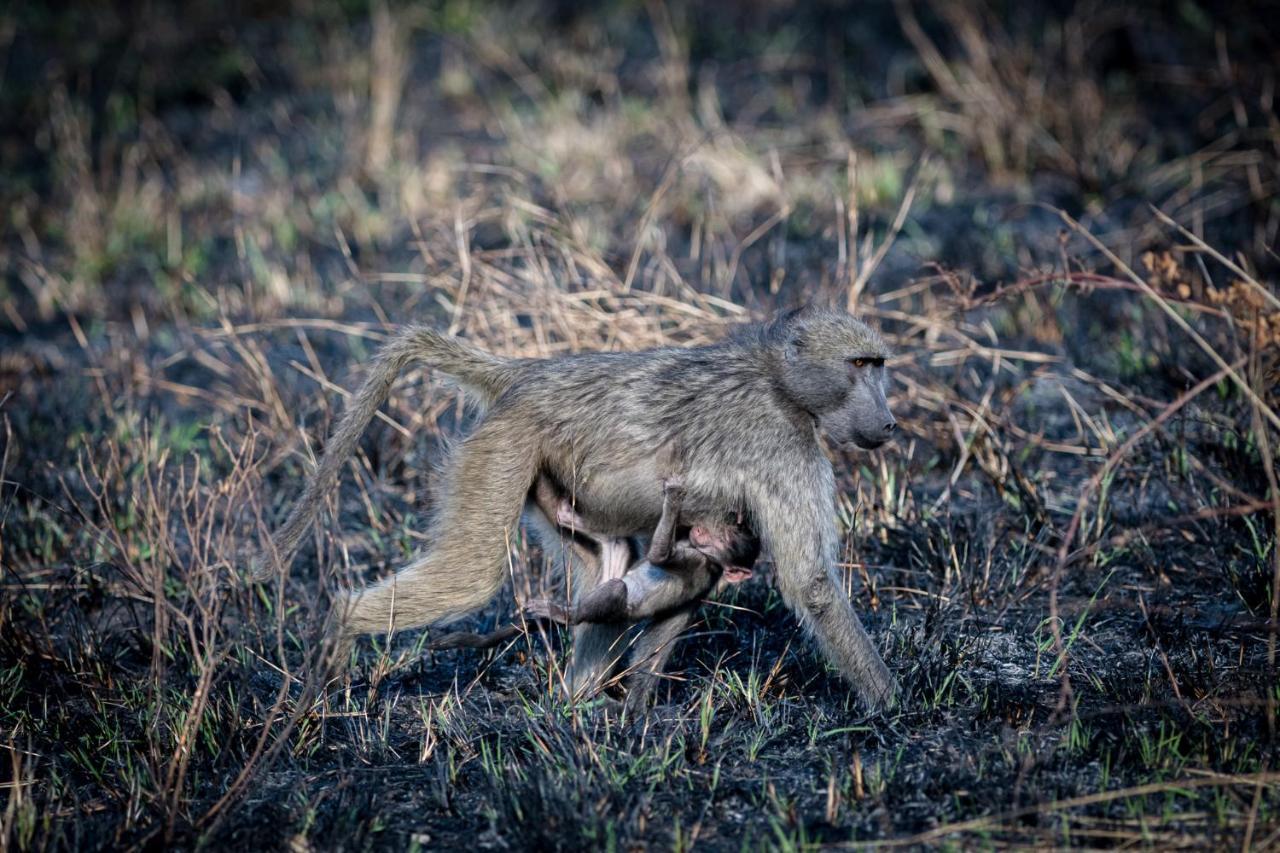 Nkuhlu Tented Camp Skukuza Dış mekan fotoğraf